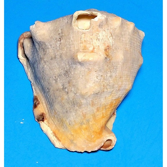 Queen Helmet Seashell Horned Gulf Conch Elaborate Opening 5.6" X 5" VGC! #D - Picture 5 of 13